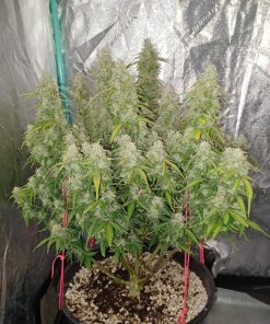 Blueberry Auto Fem Esrar Tohumu (Fast Buds)