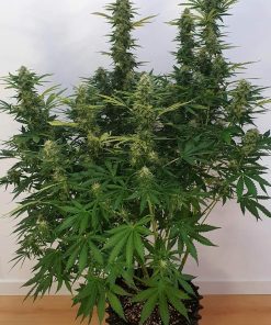 Blueberry Auto Fem Esrar Tohumu (Fast Buds)