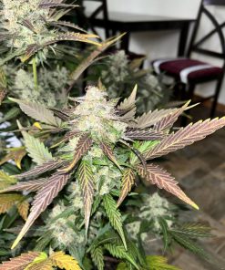 Blueberry Auto Fem Esrar Tohumu (Fast Buds)