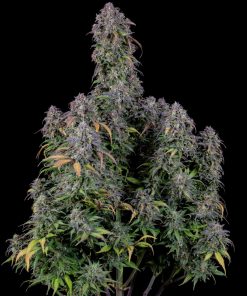 Blueberry Auto Fem Esrar Tohumu (Fast Buds)