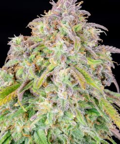 Blueberry Auto Fem Esrar Tohumu (Fast Buds)