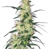 Blueberry Auto Fem Esrar Tohumu (Growers Choice Seeds)