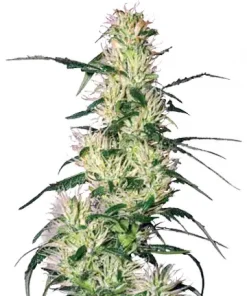 Blueberry Auto Fem Esrar Tohumu (Growers Choice Seeds)