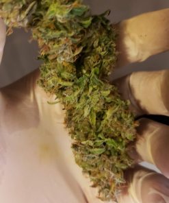 Blueberry Auto Fem Esrar Tohumu (Growers Choice Seeds)