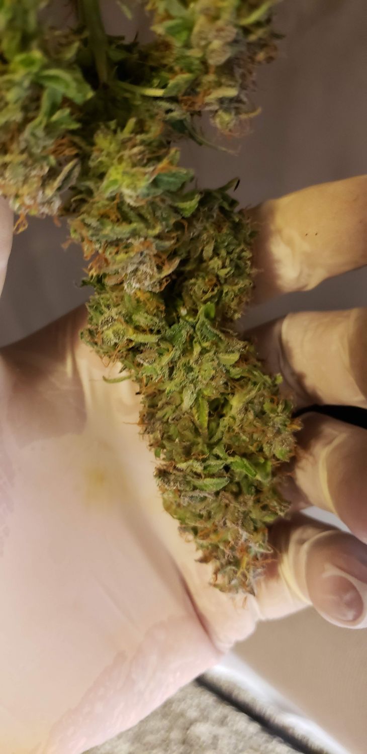 Blueberry Auto Fem Esrar Tohumu (Growers Choice Seeds)