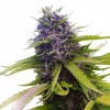 Blueberry Auto Fem Esrar Tohumu (ILGM)