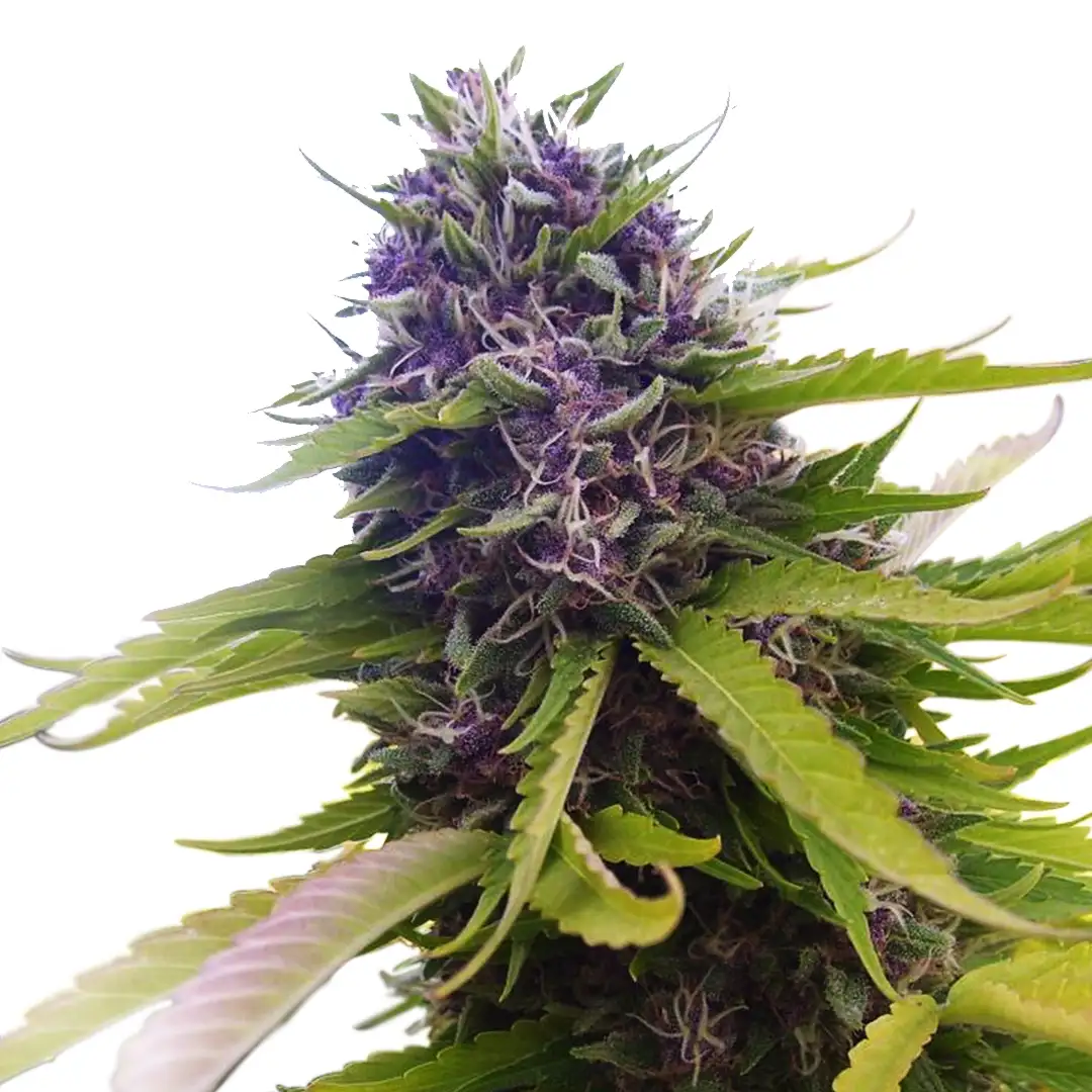 Blueberry Auto Fem Esrar Tohumu (ILGM)