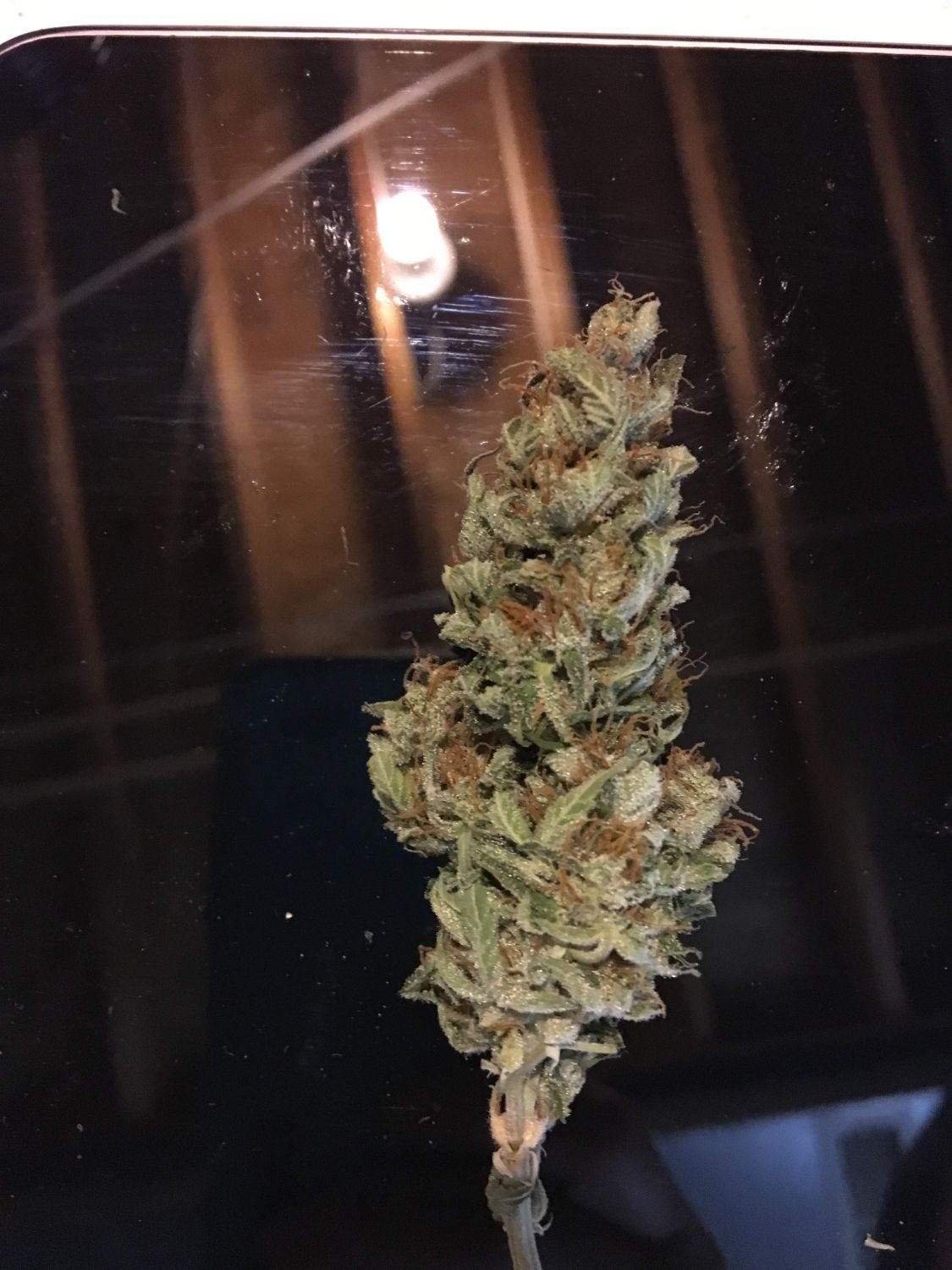 Blueberry Auto Fem Esrar Tohumu (ILGM)