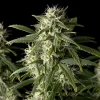 Blueberry Auto Fem Esrar Tohumu (Seedsman)