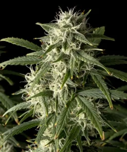 Blueberry Auto Fem Esrar Tohumu (Seedsman)