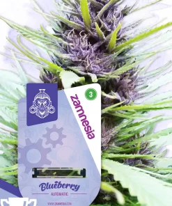 Blueberry Auto Fem Esrar Tohumu (Zamnesia Seeds)