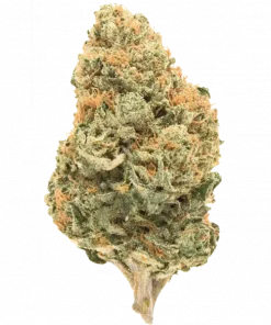 Blueberry Cheesecake, tatlı meyve aromaları ve + THC içeriğiyle öne çıkan sativa baskın bir türdür. Yaratıcılığı artıran etkilerini keşfedin.