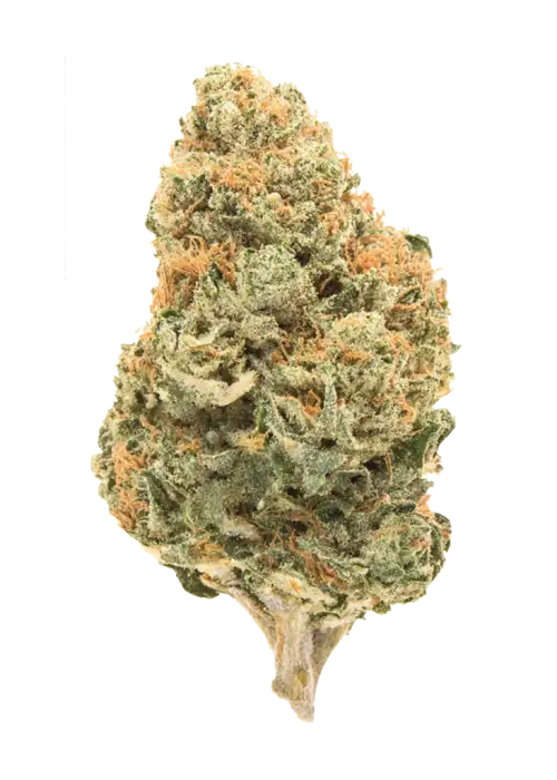 Blueberry Cheesecake, tatlı meyve aromaları ve + THC içeriğiyle öne çıkan sativa baskın bir türdür. Yaratıcılığı artıran etkilerini keşfedin.