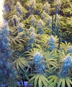 Blueberry Feminized Esrar Tohumu (Canuk Seeds)