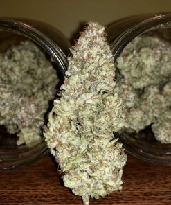 Blueberry Feminized Esrar Tohumu (Canuk Seeds)