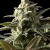 Blueberry Feminized Esrar Tohumu (Seedsman)