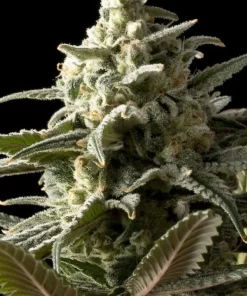 Blueberry Feminized Esrar Tohumu (Seedsman)