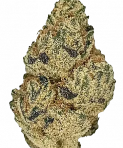 Blueberry Gumbo, yaban mersini aroması ve yüksek THC içeriğiyle öne çıkan dengeli bir hibrit türdür. Spazmlara ve uykusuzluğa iyi gelir. Özelliklerini keşfedin.