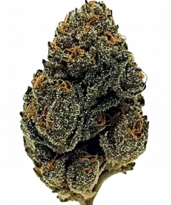 Blueberry Haze, yaban mersini aroması ve yüksek THC içeriğiyle öne çıkan Sativa baskın bir türdür. Etkilerini ve yetiştirme detaylarını hemen keşfedin.