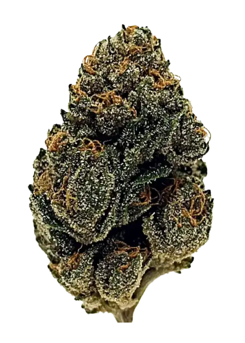 Blueberry Haze, yaban mersini aroması ve yüksek THC içeriğiyle öne çıkan Sativa baskın bir türdür. Etkilerini ve yetiştirme detaylarını hemen keşfedin.