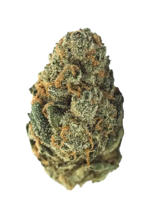 Blueberry Kush, tatlı yaban mersini aroması ve güçlü Indica etkileriyle bilinen bir türdür. Rahatlatıcı yapısıyla öne çıkar. Bu eşsiz türü keşfedin.