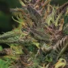Blueberry Muffin Feminized Esrar Tohumu (Humboldt Seed Company)