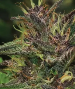 Blueberry Muffin Feminized Esrar Tohumu (Humboldt Seed Company)