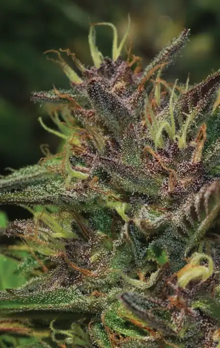 Blueberry Muffin Feminized Esrar Tohumu (Humboldt Seed Company)
