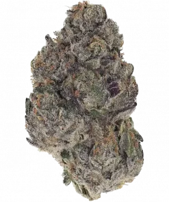 Blueberry OG, benzersiz meyvemsi ve sert aromasıyla bilinen Indica baskın bir türdür. Rahatlatıcı etkilerini keşfedin ve genetik yapısını görüntüleyin.