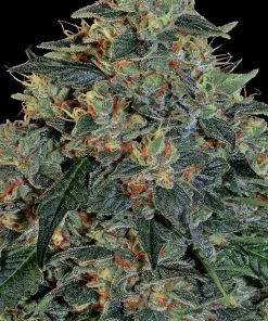 Blueberry OG Feminized Esrar Tohumu (Barney's Farm)