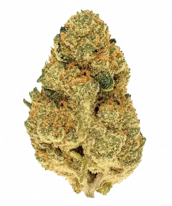 Blueberry Pancakes, yaban mersini ve fındık aromalarıyla öne çıkan Indica baskın bir türdür. Rahatlatıcı etkileriyle bilinen bu özel türü keşfedin.