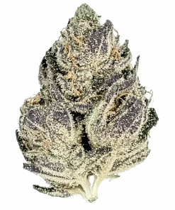 Bluezy, tatlı yaban mersini aroması ve sert yakıtımsı notalarıyla öne çıkan Indica dominant bir türdür. Yüksek THC içeriğiyle rahatlatıcı etkilerini keşfedin.