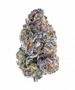 Bob Hope, yüksek THC içeriği ve benzersiz peynir-meyve aromasıyla öne çıkan bir sativa türüdür. Enerjik etkilerini ve genetik yapısını keşfedin.