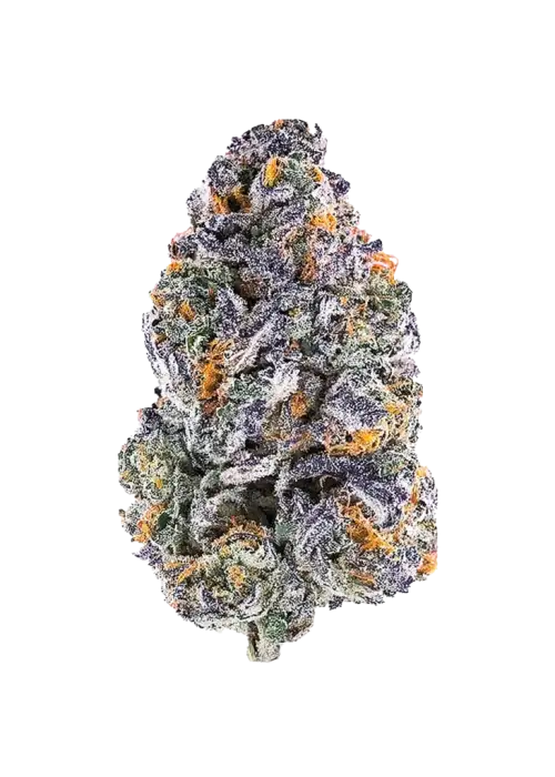 Bob Hope, yüksek THC içeriği ve benzersiz peynir-meyve aromasıyla öne çıkan bir sativa türüdür. Enerjik etkilerini ve genetik yapısını keşfedin.