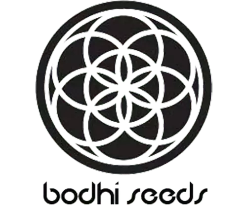 Bodhi Seeds