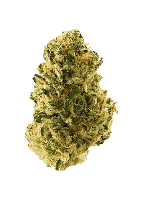 Bogeyman, yakıtımsı ve toprak aromalı, yüksek THC'li Sativa baskın bir türdür. Depresyon ve stresi azaltmaya yardımcı olabilir. Özelliklerini keşfedin.