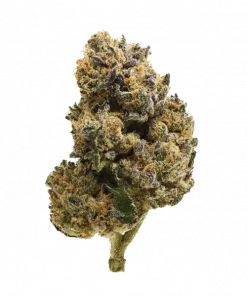 Bombsicle, THC ile ciğere vuran, tatlı meyve aromalı ve yüksek verimli bir türdür. Ağır etkilere sahip bu hibrit türü keşfedin.