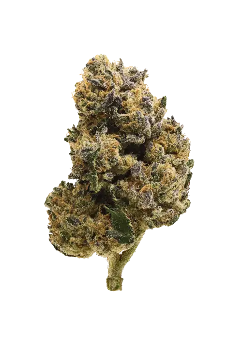 Bombsicle, THC ile ciğere vuran, tatlı meyve aromalı ve yüksek verimli bir türdür. Ağır etkilere sahip bu hibrit türü keşfedin.