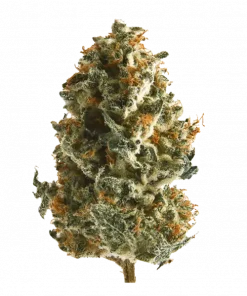 Bootyclapper, toprak ve narenciye aromalarıyla öne çıkan dengeli bir hibrit türdür. THC içeriğiyle hem zihni hem bedeni rahatlatır. Etkilerini keşfedin.