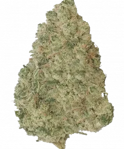 Boston Massacre, yakıtımsı aroması ve yüksek THC içeriğiyle bilinen baskın bir hibrit türüdür. Ağrı ve anksiyeteye karşı potansiyel faydalarını keşfedin.
