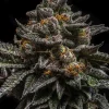 Brain Cake Feminized Esrar Tohumu (Ripper Seeds)
