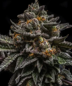 Brain Cake Feminized Esrar Tohumu (Ripper Seeds)