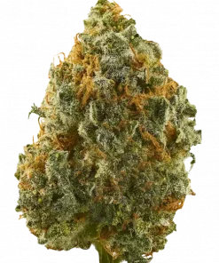 Brazilian, eşsiz tütsü aroması ve yüksek enerji veren Sativa etkileriyle bilinen bir türdür. Depresyon ve yorgunluk için ideal. Bu özel türü keşfedin.