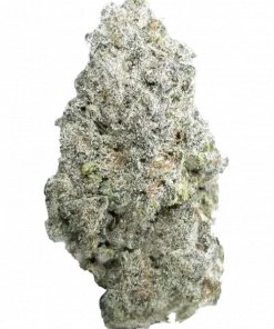 Breakfast in Bed, benzersiz aroması ve yüksek THC içeriğiyle öne çıkan sativa baskın bir türdür. Enerji verici etkilerini ve genetik yapısını keşfedin.