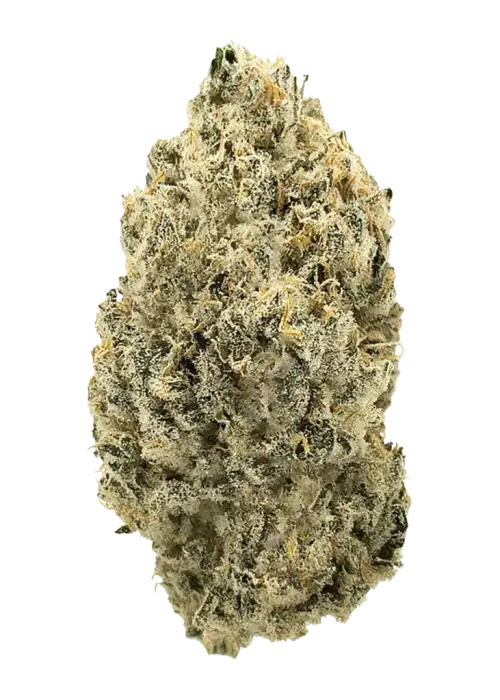 Brioche, vanilya aroması ve enerji verici etkileriyle öne çıkan Sativa baskın bir türdür. Yaratıcılığı artıran bu özel türü keşfedin.