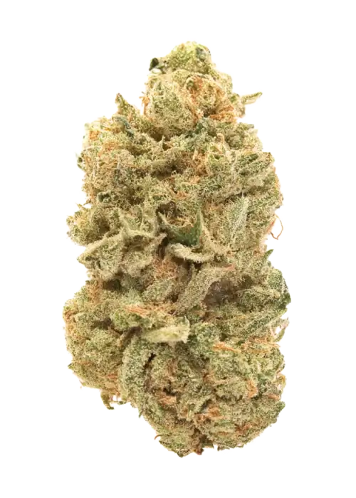 Brotherhood OG, yakıtımsı ve toprak notalarıyla öne çıkan indica ağırlıklı bir türdür. Rahatlatıcı etkileriyle bilinen bu hibriti keşfedin ve genetik yapısını görüntüleyin.