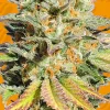 Bruce Banner #3 Feminized Esrar Tohumu (Original Sensible Seeds)