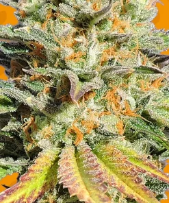 Bruce Banner #3 Feminized Esrar Tohumu (Original Sensible Seeds)