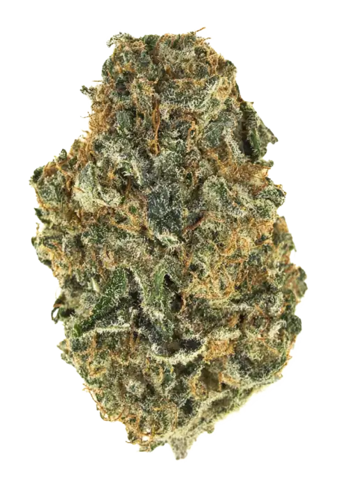Bruce Banner #3, yakıtımsı ve tatlı aromasıyla bilinen sativa baskın bir türdür. Yüksek THC içeriğiyle öne çıkar. Bu eşsiz türün genetik yapısını keşfedin.