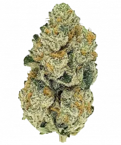 Bruce Banner Auto, tatlı meyve aroması ve yüksek THC içeriğiyle bilinen Sativa baskın bir türdür. Yaratıcılığı artıran bu eşsiz türü keşfedin.